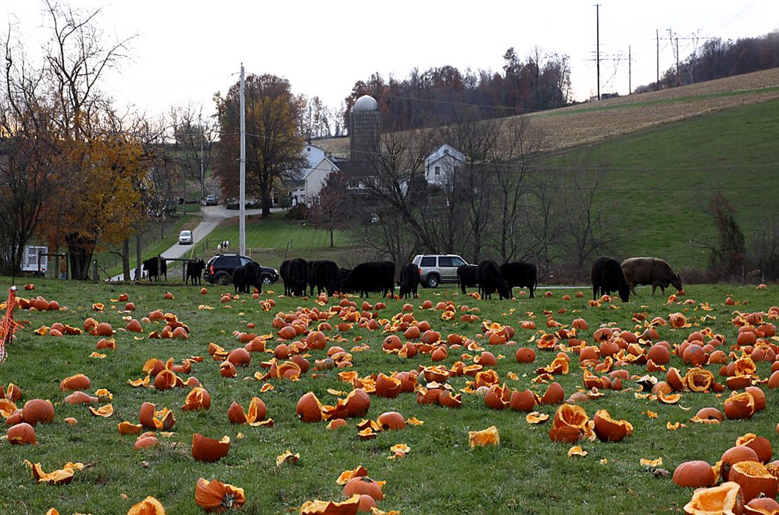 Keeping it Green Pumpkin Avalanche News, Sports, Jobs The Express